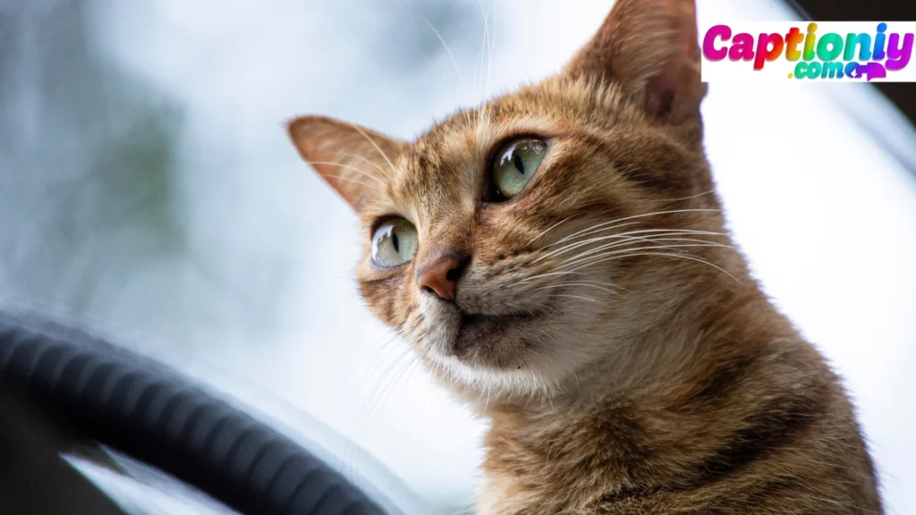 Bold and Sassy Doja Cat Captions