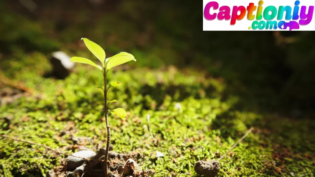 Cute Plant Captions That Feel Like a Hug