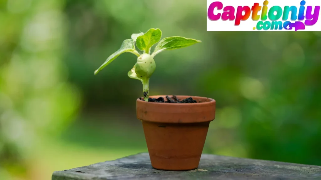 Funny & Playful Plant Captions