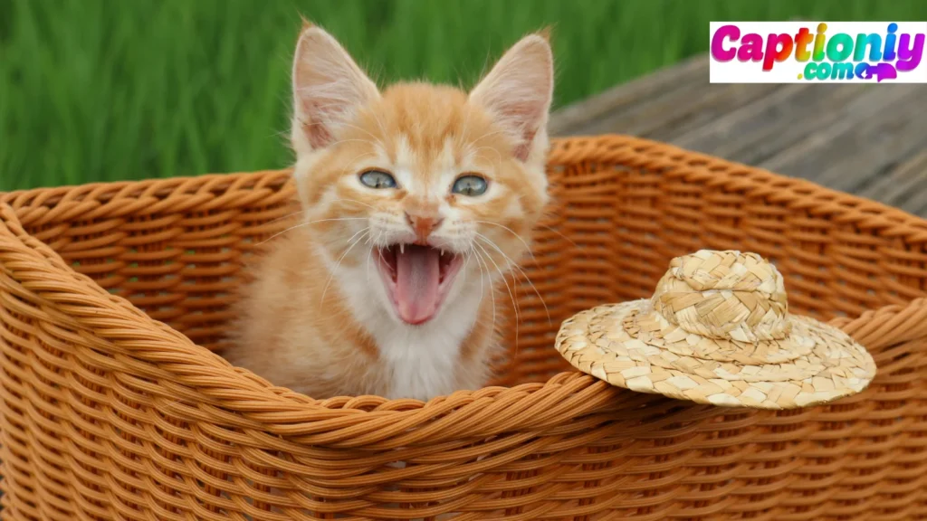 Funny & Quirky Doja Cat Captions