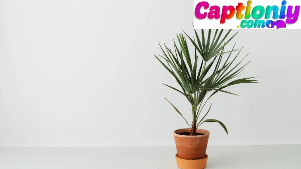 Inspirational Plant Captions to Grow Your Feed